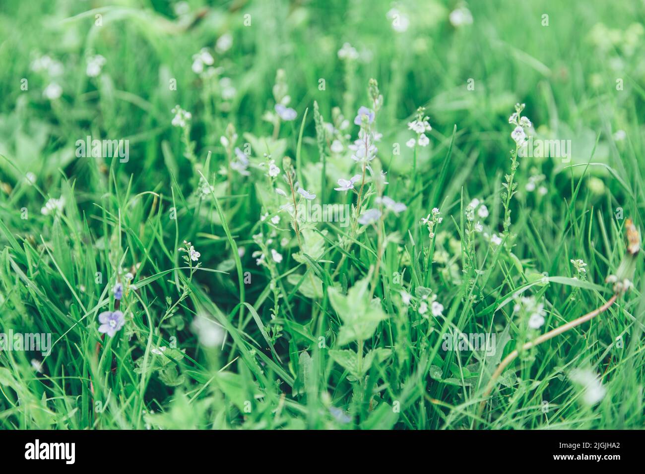 Grünes Gras Textur als Hintergrund. Perspektivische Ansicht und selektiver Fokus. Künstlerische abstrakte Frühling oder Sommer Hintergrund mit frischem Gras als Banner oder Stockfoto