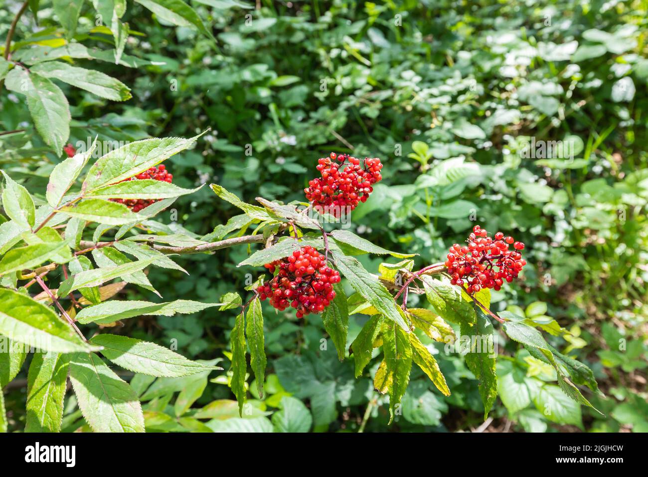 Nahaufnahme eines rotberriedeten Älteren, Sambucus racemosa, der am Waldrand mit frischen grünen Blättern und hellroten Berries steht Stockfoto