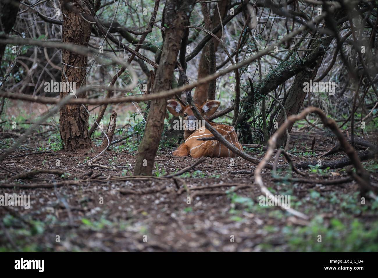 Laikipia, Kenia. 09.. Juli 2022. Ein vom Aussterben bedrohte Baby Mountain Bongo wird im Mount Kenya Wildlife Conservancy in Nyanyuki gesehen. Die Population der Bergbongos beträgt 66 im Naturschutzgebiet und weniger als 100 weltweit, wie aus einem kürzlich veröffentlichten Bericht über die Tierzählung zu ersehen ist. (Foto von John Ochieng/SOPA Images/Sipa USA) Quelle: SIPA USA/Alamy Live News Stockfoto