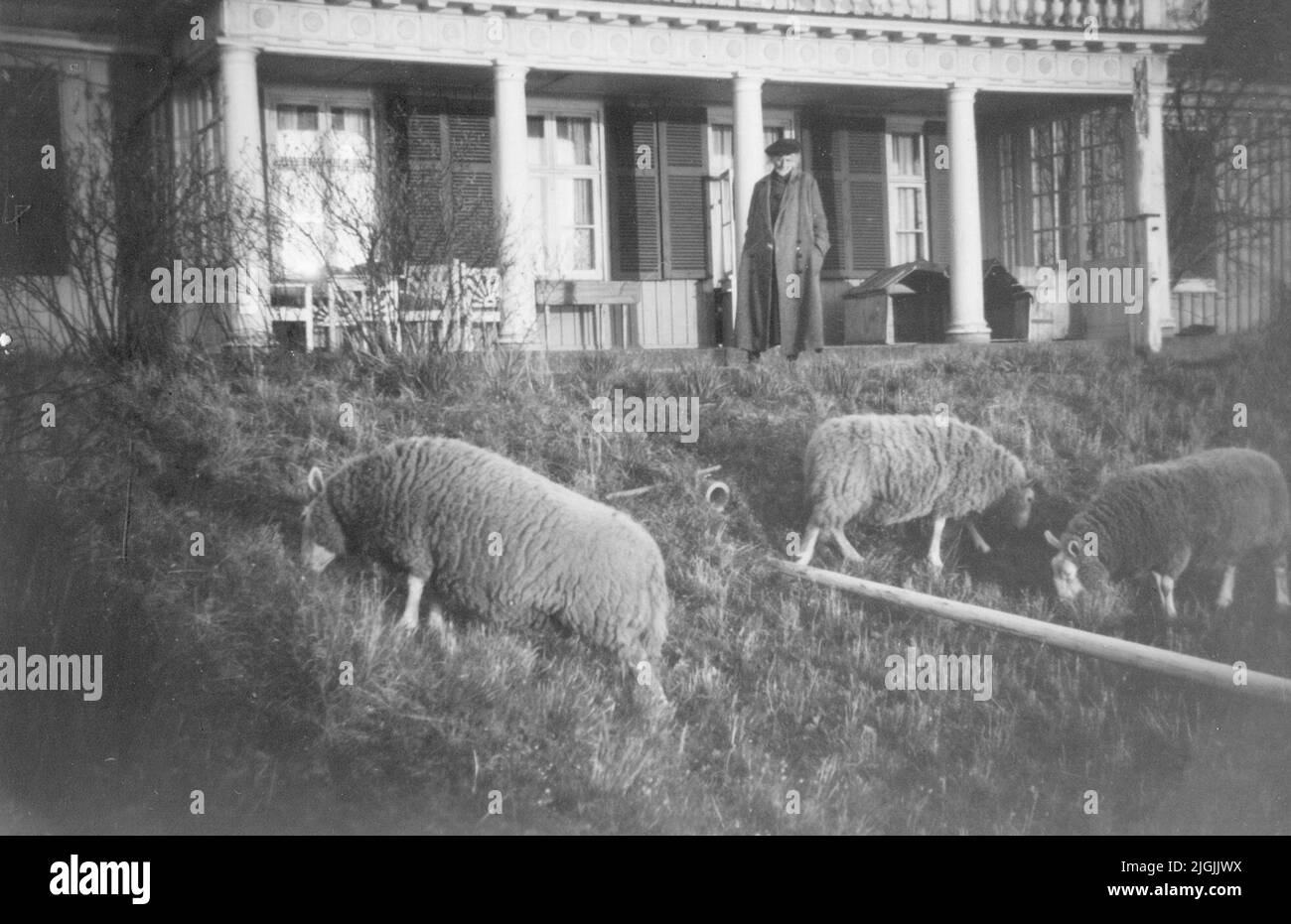 får Schafe, die außerhalb von Verkö grasen Herrgård. Stockfoto