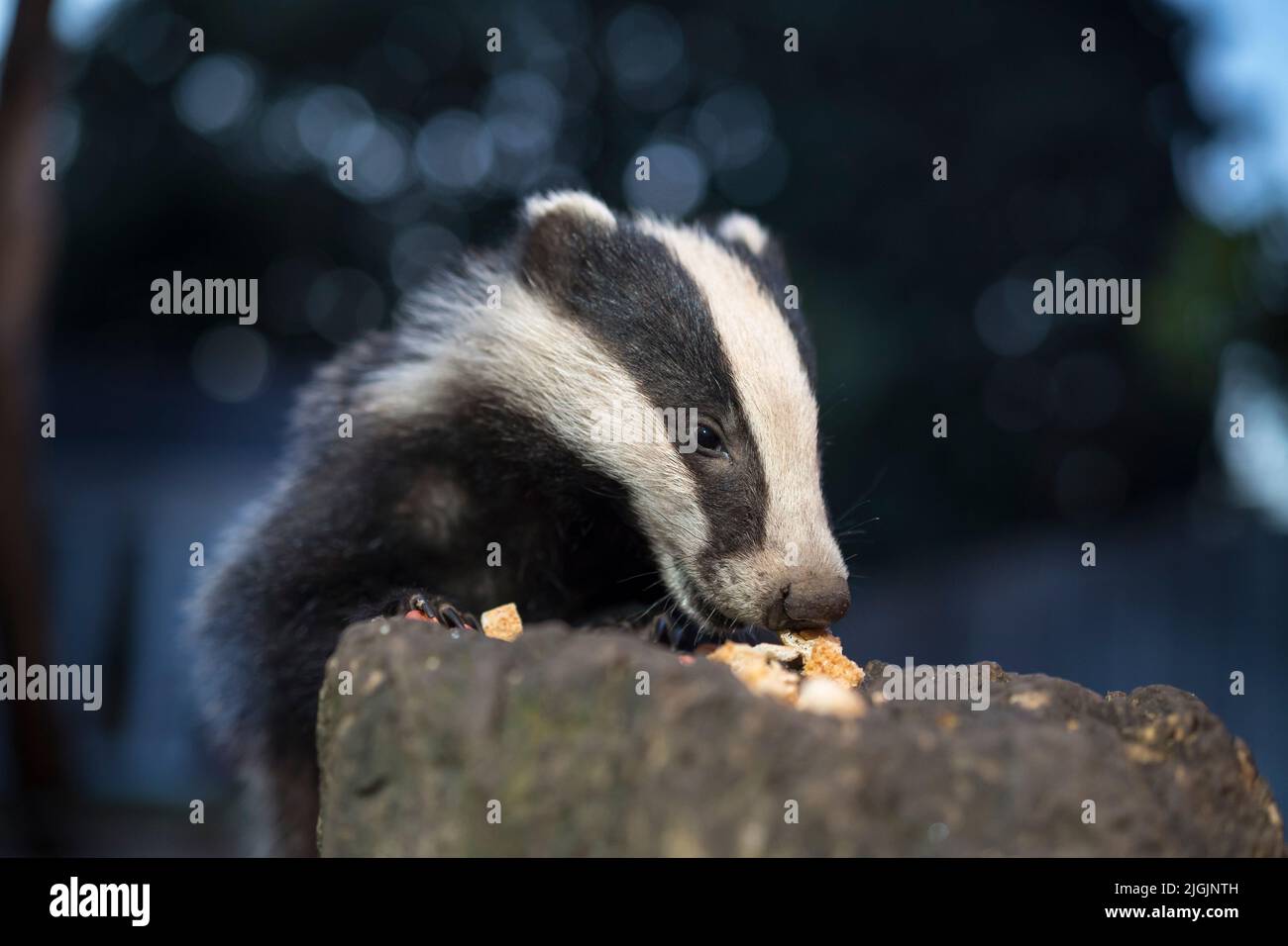 Nahaufnahme eines wilden, Baby UK Dachs Junge (Meles meles) isoliert im Freien in städtischen Garten Besuch am Abend zu füttern. Stockfoto