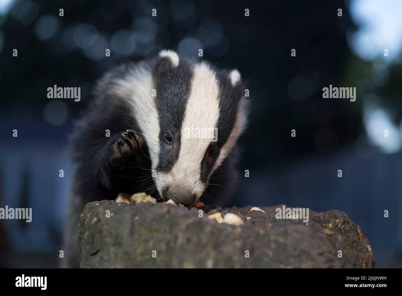 Ganz nah, Vorderansicht eines wilden Baby-Dachs-Junges (Meles meles), das auf einem Baumstamm in einem Wohngarten in Großbritannien mit erhobener Pfote Nahrung isst. Stockfoto