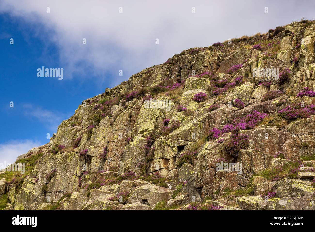 Das unverschämte Gestein der Whin Sill mit blühendem violettem Heidekraut bei Steel Rigg, Northumberland, England Stockfoto