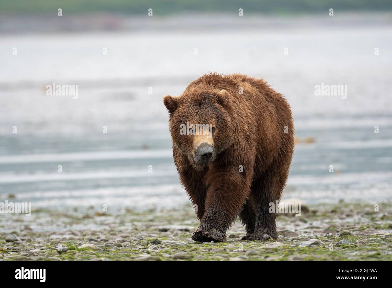 Alaskan Braunbär sät mit Schlamm auf seiner Schnauze von klammenden Spaziergängen entlang des Ufers einer Schlammflamme bei Ebbe im McNeil River State Game Sanctuary und Re Stockfoto