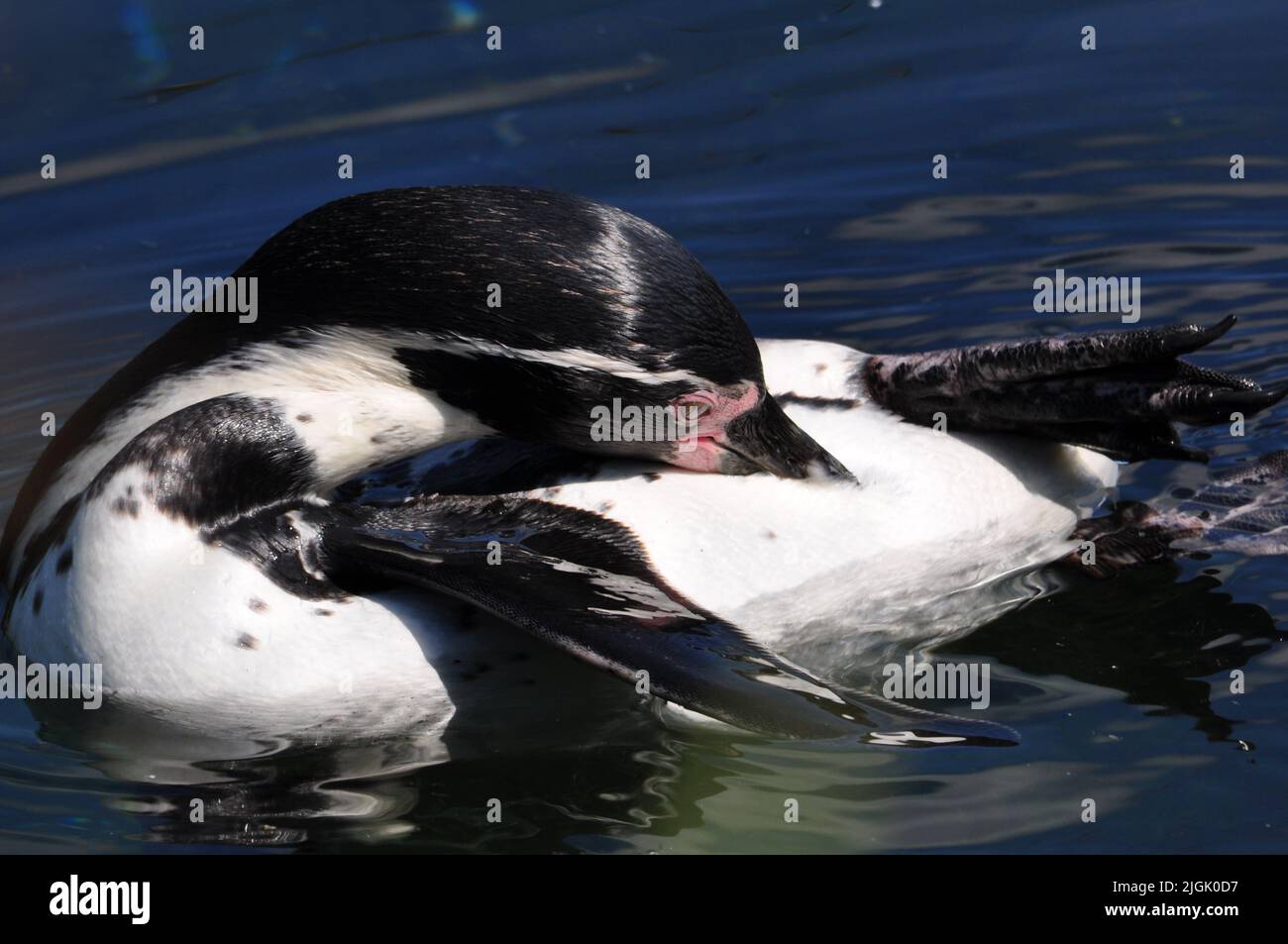 Humboldt Penquin Stockfoto