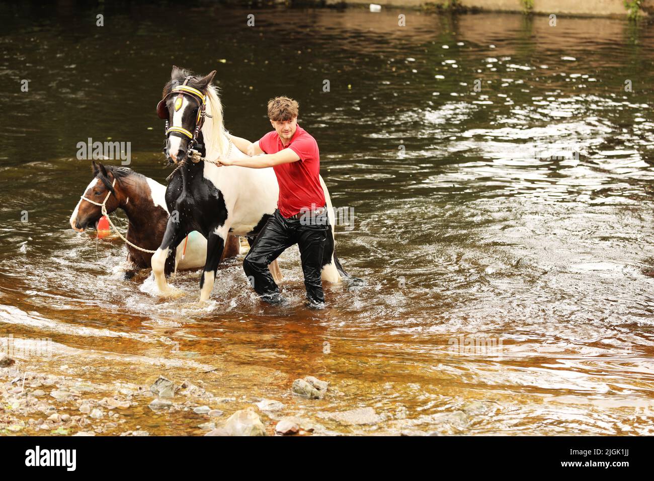Ein junger erwachsener Mann führt ein buntes Pferd und Pony aus dem Fluss Eden, Appleby Horse Fair, Appleby in Westmorland, Cumbria Stockfoto