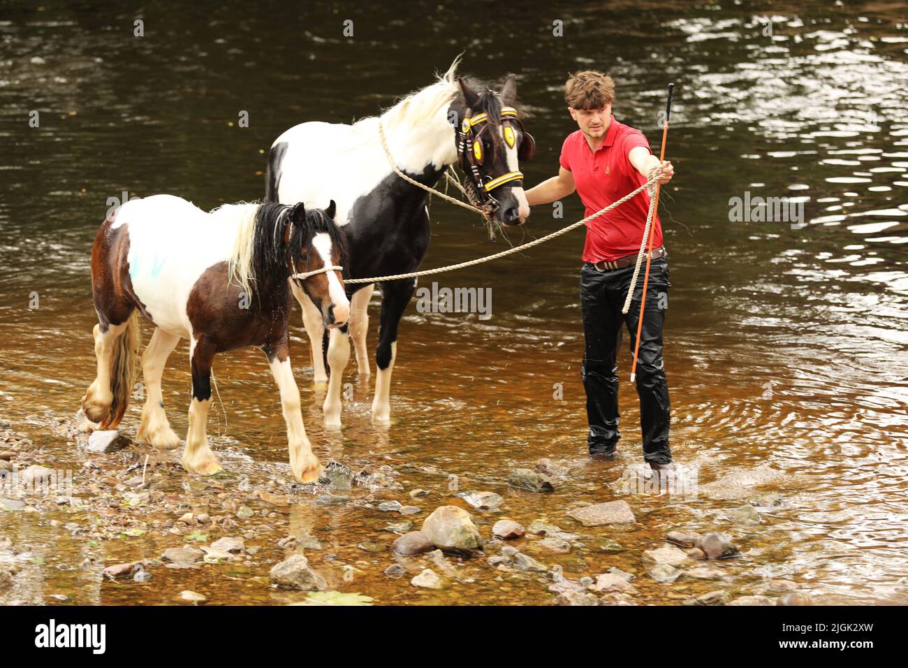 Ein junger erwachsener Mann führt ein buntes Pferd und Pony aus dem Fluss Eden, Appleby Horse Fair, Appleby in Westmorland, Cumbria Stockfoto