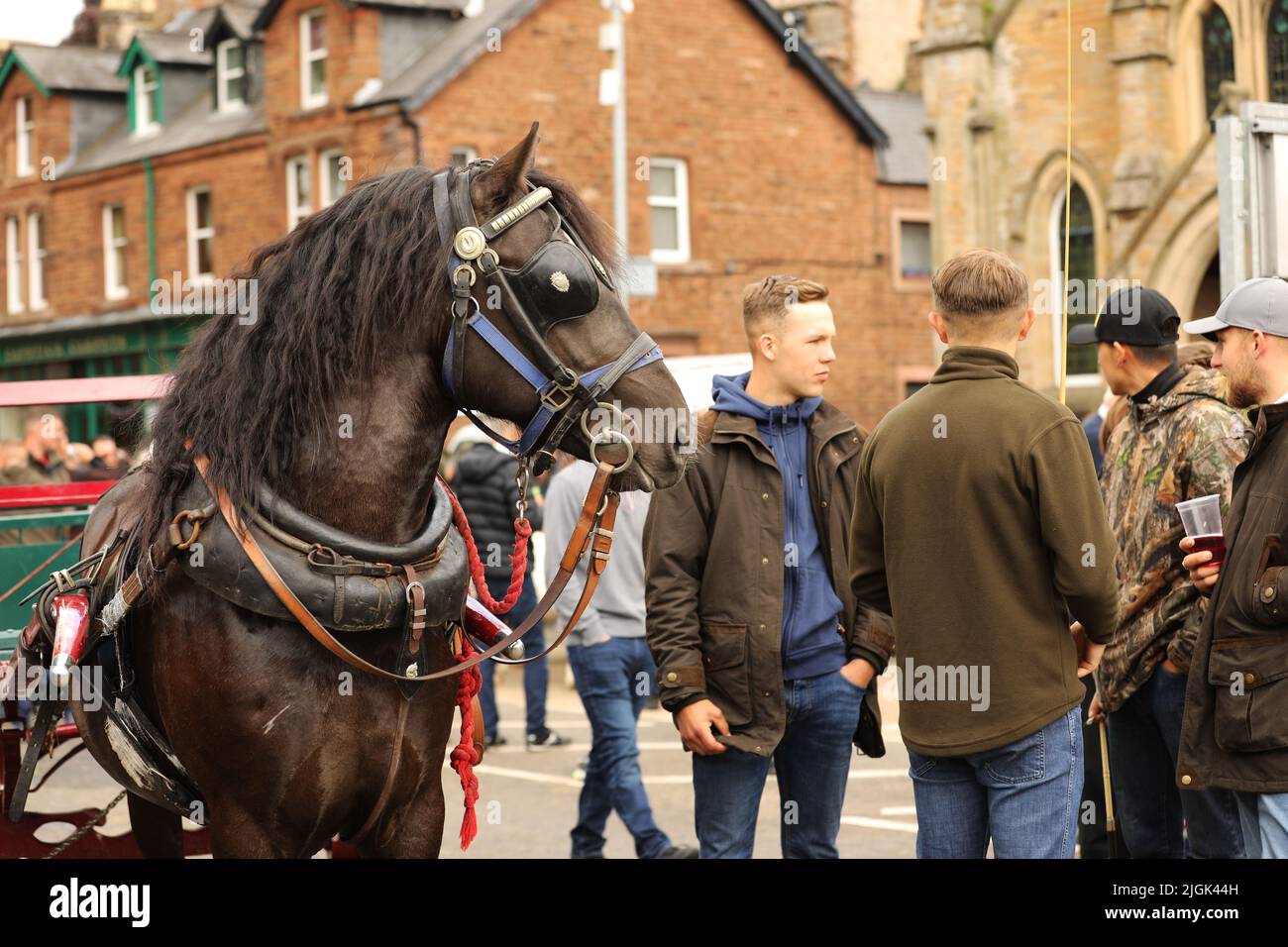 Eine schwarze Zigeunercob zieht einen Wagen, Appleby Horse Fair, Appleby in Westmorland, Cumbria Stockfoto