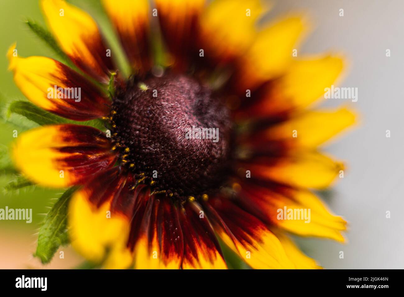 Nahaufnahme einer Rudbeckia Gloriosa-Gänseblümchen, einer zweifarbigen Blume, bristol, Großbritannien Stockfoto