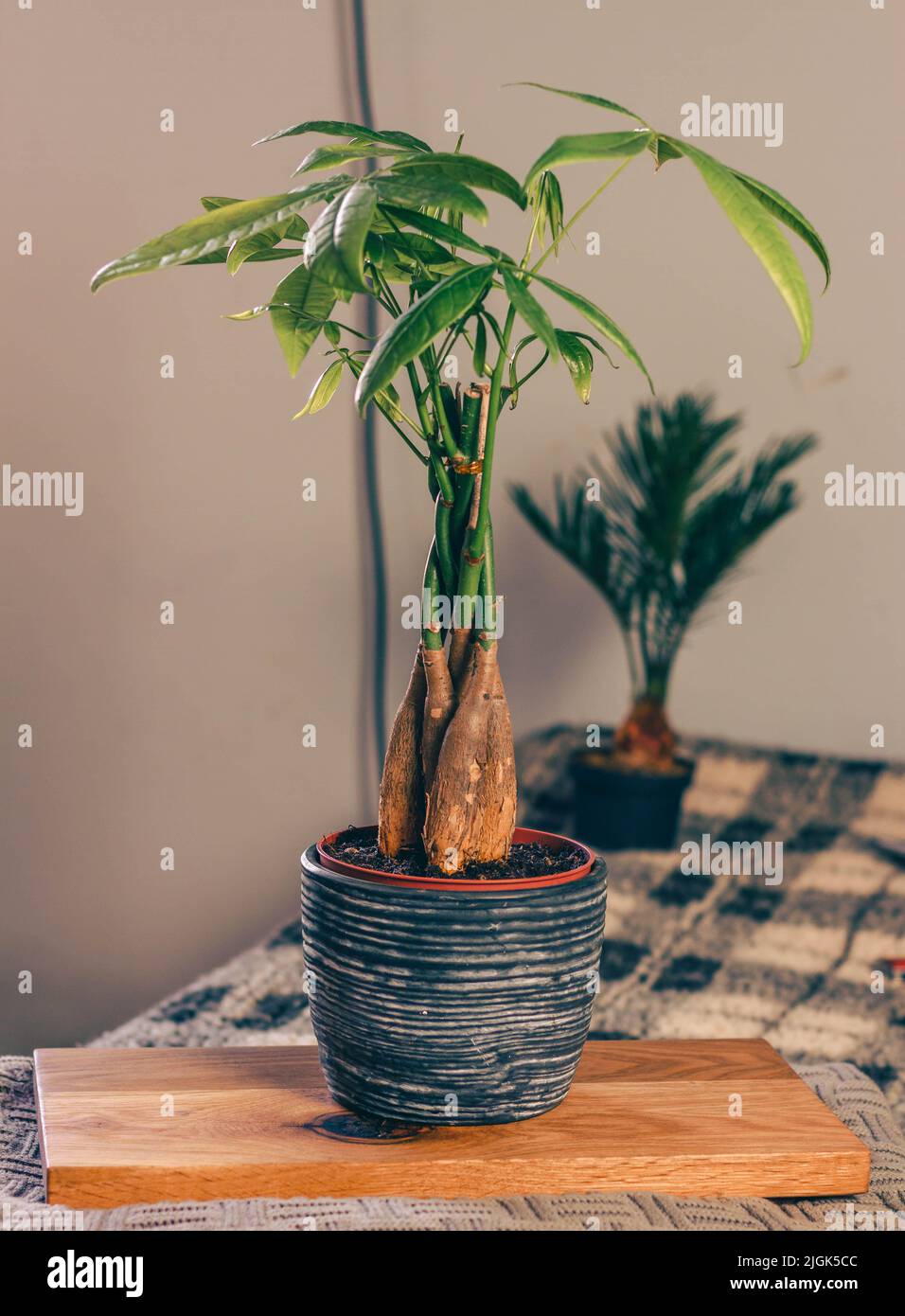 Geflochtene Geldanlage, pachira aquatica in Steintopf Stockfoto