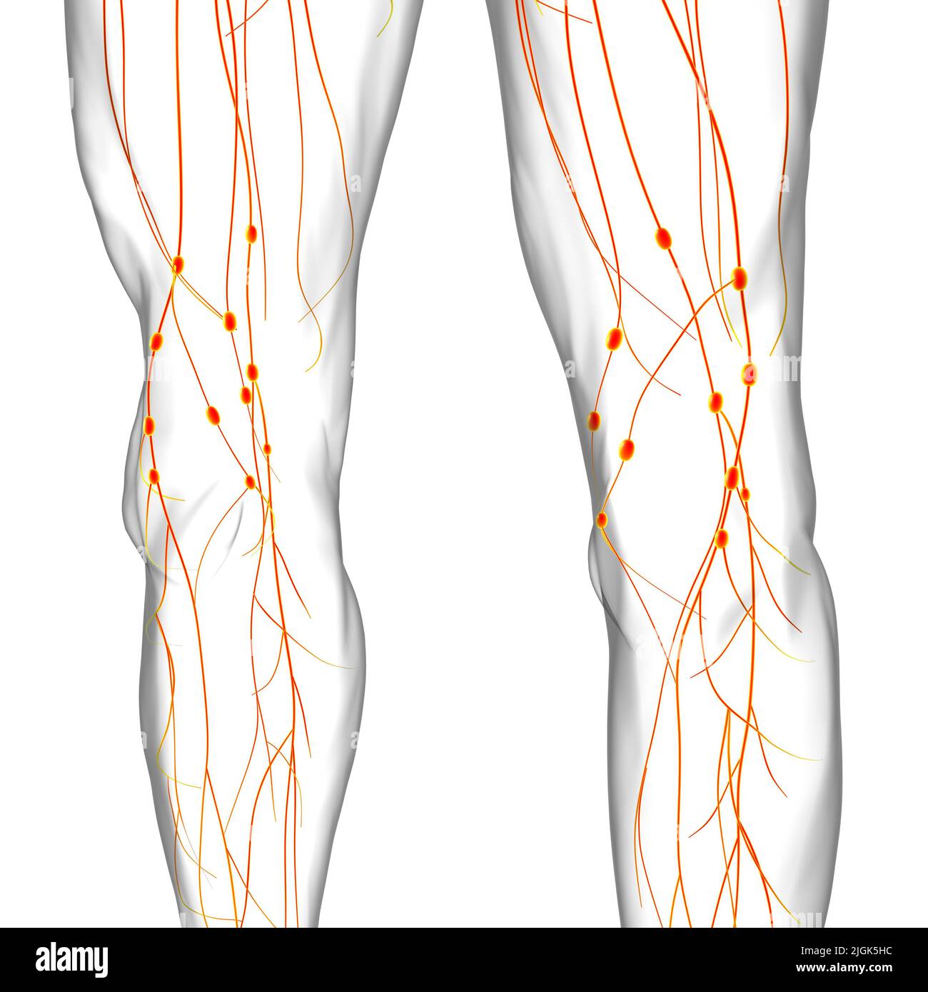 Menschliche Lymphknoten Anatomie für medizinisches Konzept 3D Illustration Stockfoto