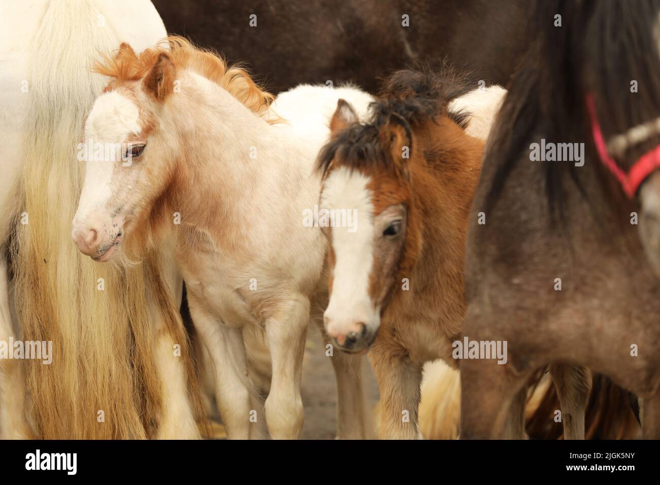 Zwei Stuten und ihre beiden Fohlen, Appleby Horse Fair, Appleby in Westmorland, Cumbria Stockfoto