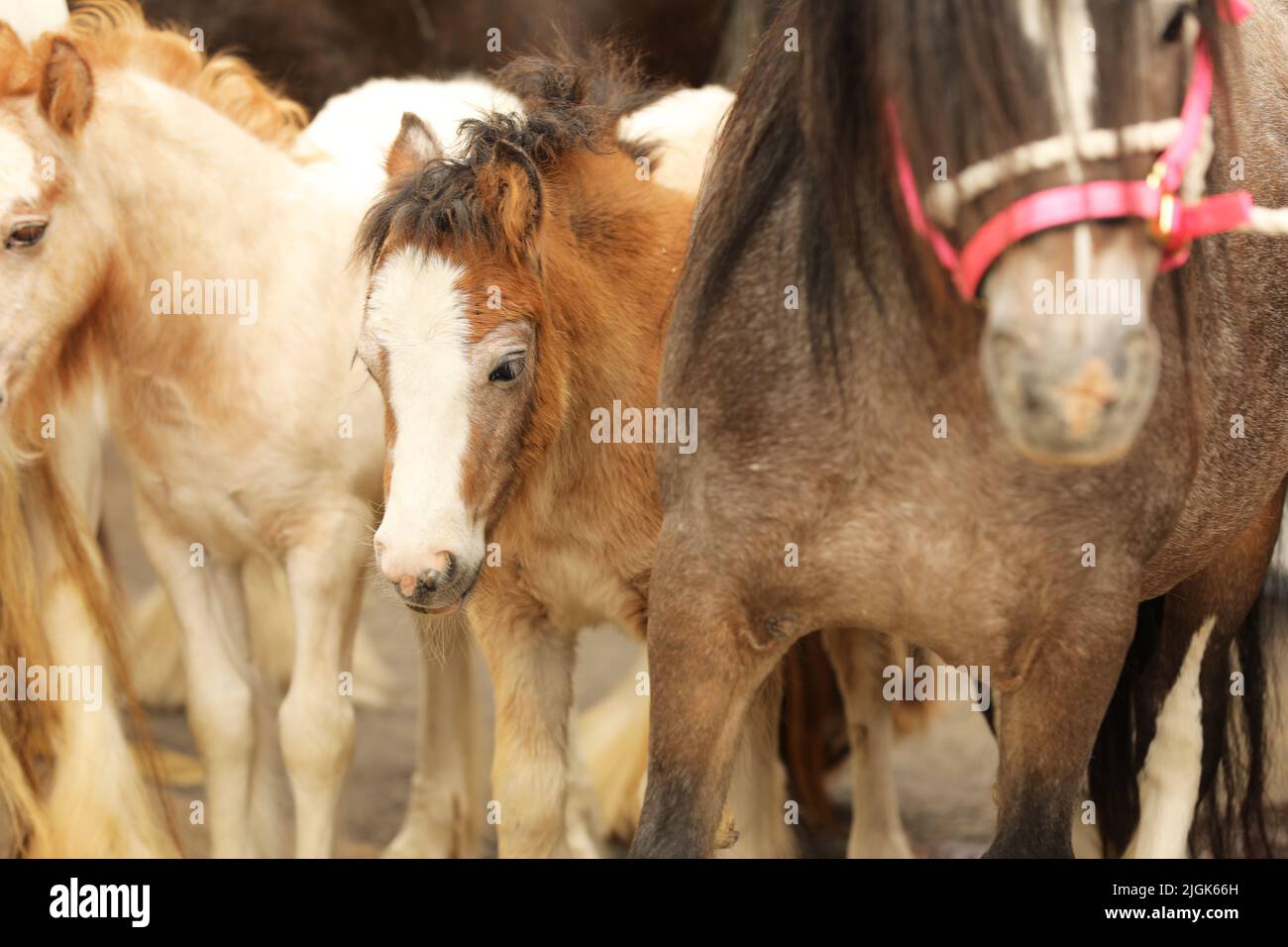 Zwei Stuten und ihre beiden Fohlen, Appleby Horse Fair, Appleby in Westmorland, Cumbria Stockfoto