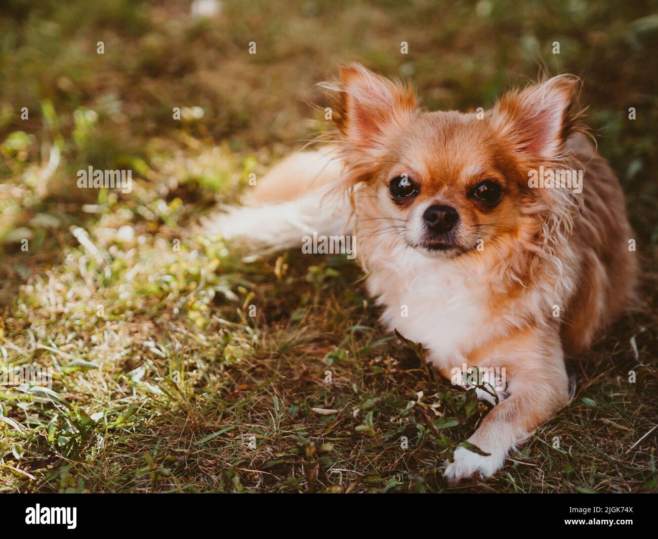Brauner Langhaar Chihuahua Welpe auf weißem Hintergrund Stockfotografie -  Alamy