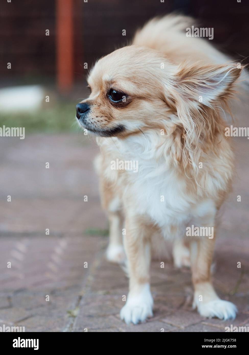 Hellbrauner chihuahua Hund posiert im Hinterhof Stockfoto