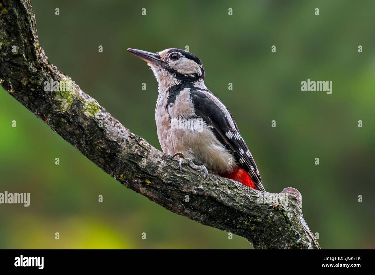 Buntspecht / Buntspecht (Dendrocopos major) Weibchen auf der Nahrungssuche am Baumzweig im Wald Stockfoto