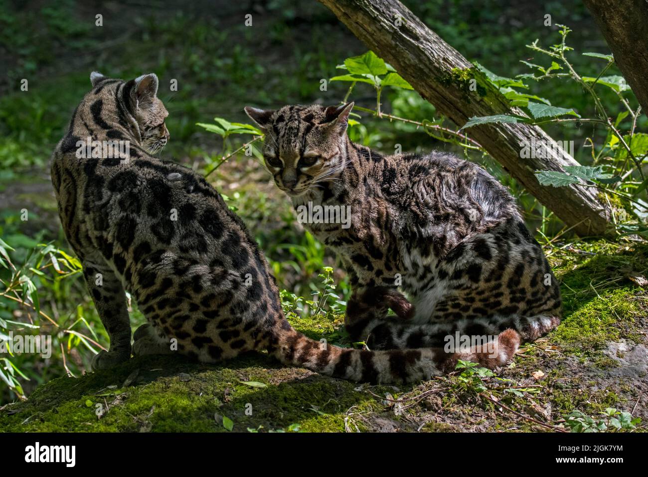 Margay (Leopardus wiedii / Felis wiedii) Paar im Wald, nachtaktive Katze aus Mittel- und Südamerika Stockfoto