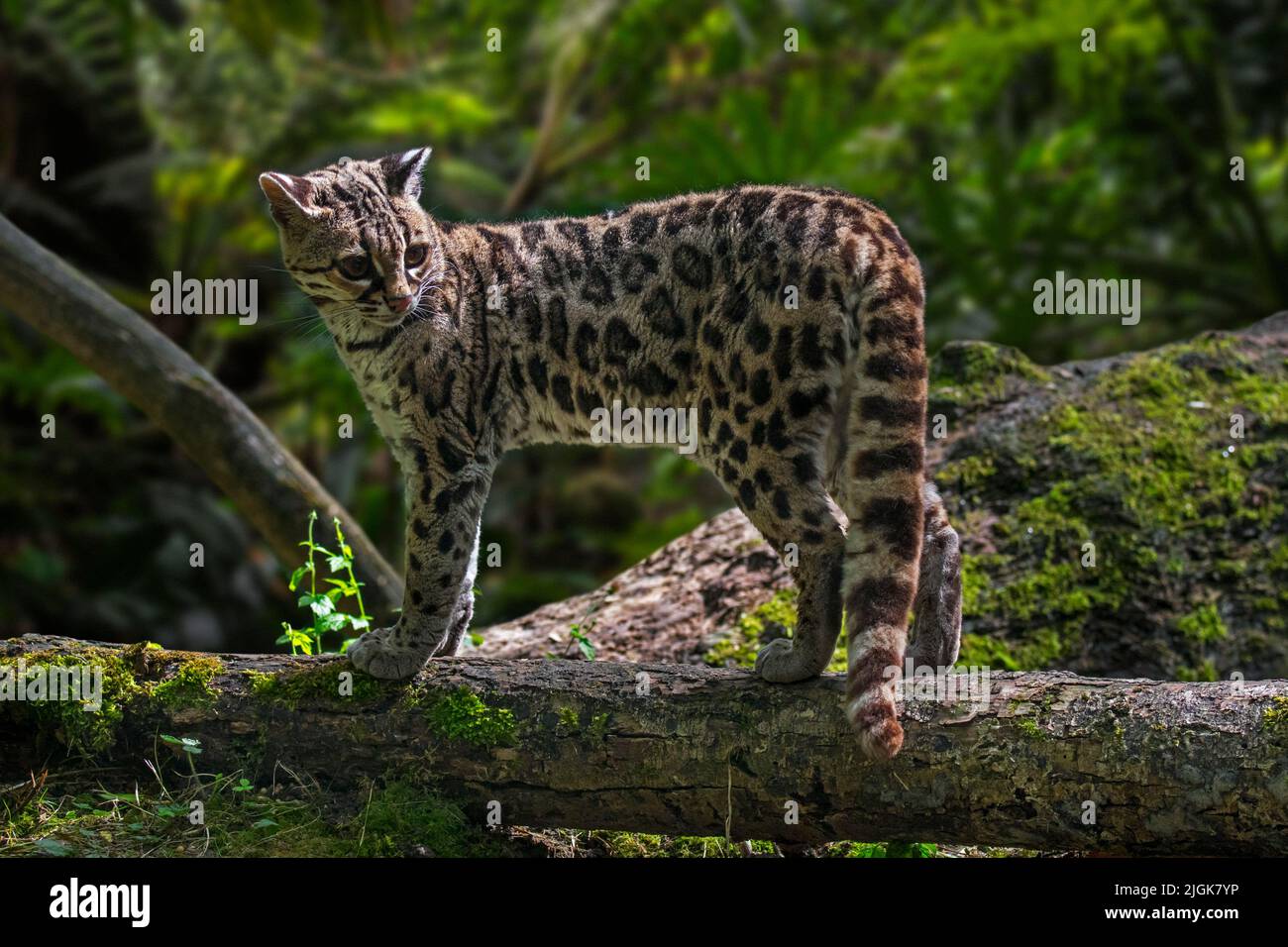 Margay (Leopardus wiedii / Felis wiedii) in waldreichen, einsamen und nachtaktiven Katzen, die in Mittel- und Südamerika heimisch sind Stockfoto