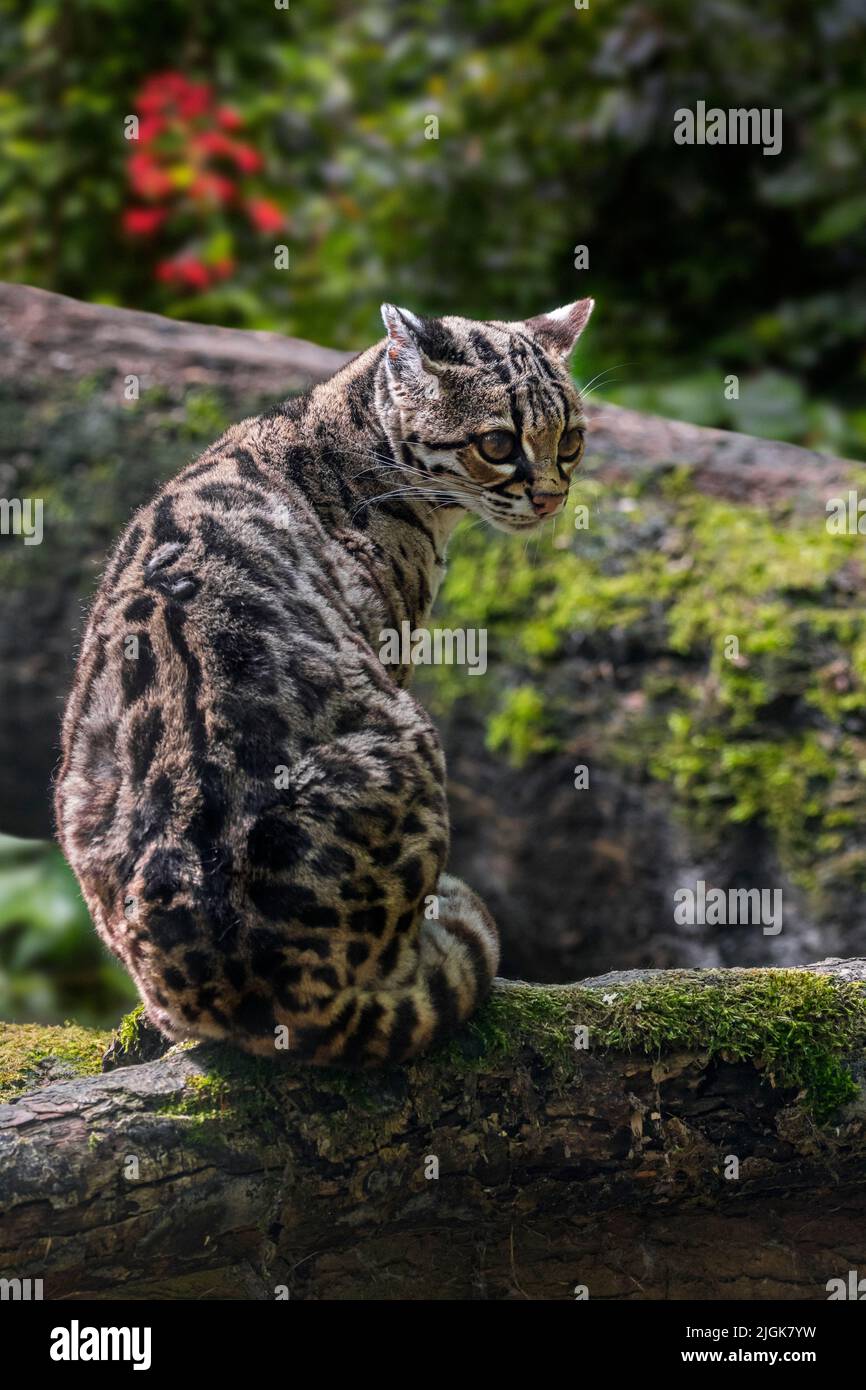 Margay (Leopardus wiedii / Felis wiedii) in waldreichen, einsamen und nachtaktiven Katzen, die in Mittel- und Südamerika heimisch sind Stockfoto