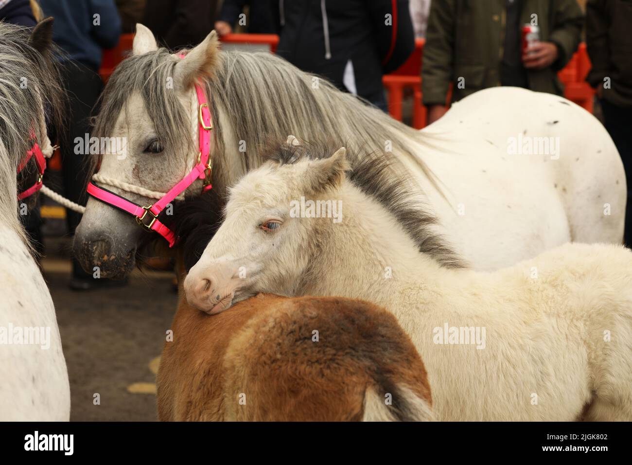 Eine graue Stute und ihr Fohlen, Appleby Horse Fair, Appleby in Westmorland, Cumbria Stockfoto