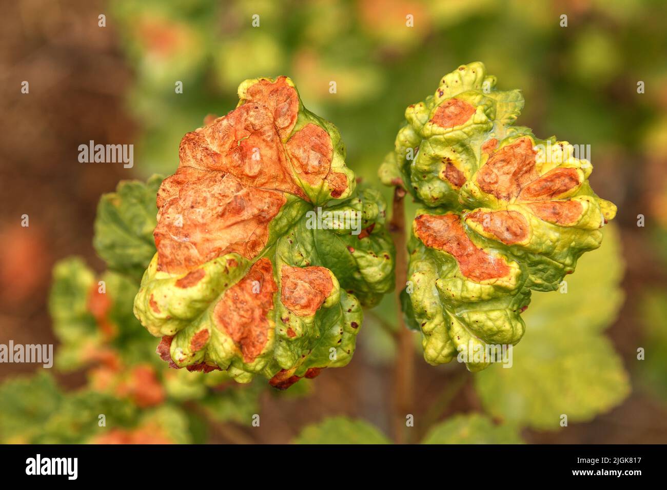 Gallische Blattläuse auf den Blättern der Johannisbeere. Rote Flecken auf den grünen Blättern der Johannisbeeren. Kontrolle von Garten- und Gemüsegartenschädlingen. Johannisbeerblätter beeinflussen Stockfoto