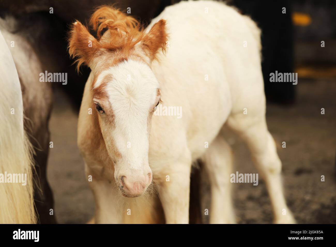 Ein Fohlen mit seiner Mutter, Appleby Horse Fair, Appleby in Westmorland, Cumbria Stockfoto