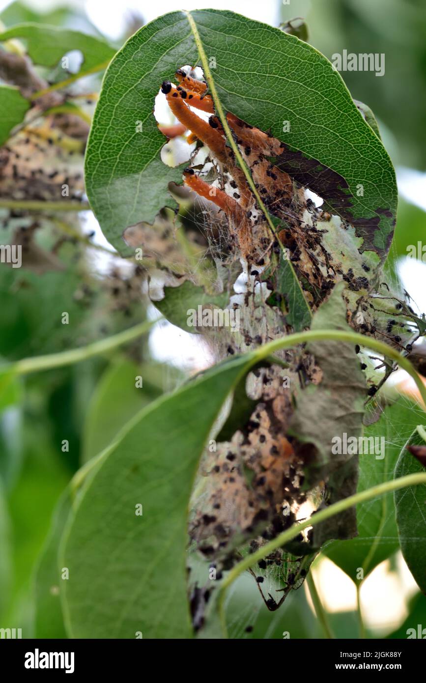 Social Pear Sägeflügelraupen (Larven), Neurotoma saltuum, mit orangefarbenen Körpern schwarze Köpfe, die sich auf einem Blatt Birnenbaum mit einem Teil ihres Webvisibls ernähren Stockfoto