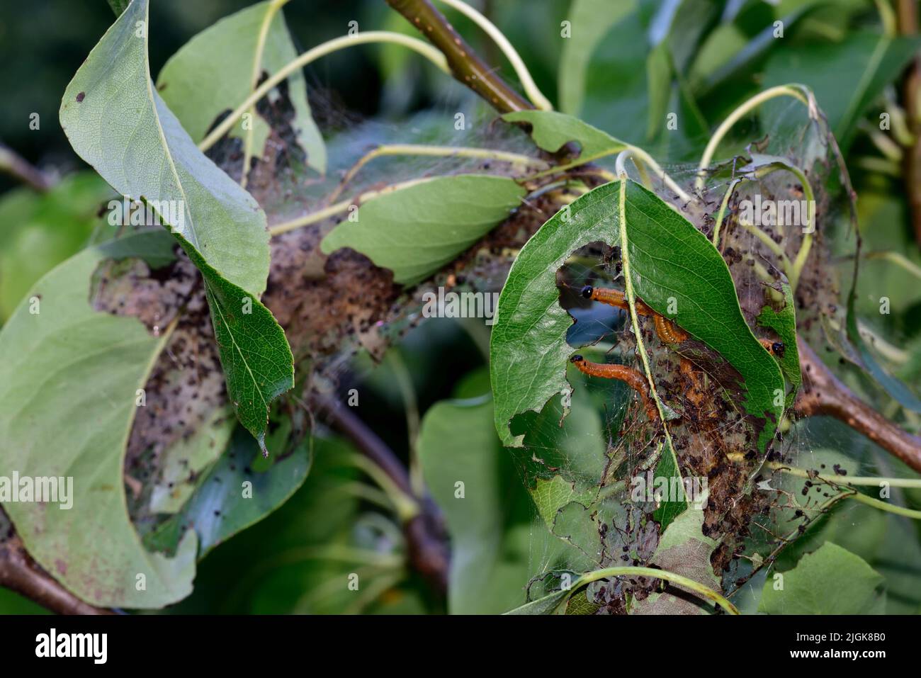 Social Pear Sägeflügelraupen (Larven), Neurotoma saltuum, mit orangefarbenen Körpern schwarze Köpfe, die sich auf einem Blatt Birnenbaum mit einem Teil ihres Webvisibls ernähren Stockfoto