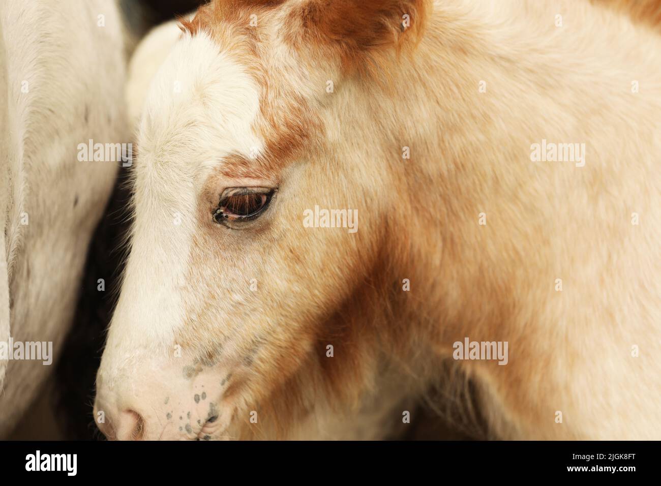 Ein Fohlen mit seiner Mutter, Appleby Horse Fair, Appleby in Westmorland, Cumbria Stockfoto