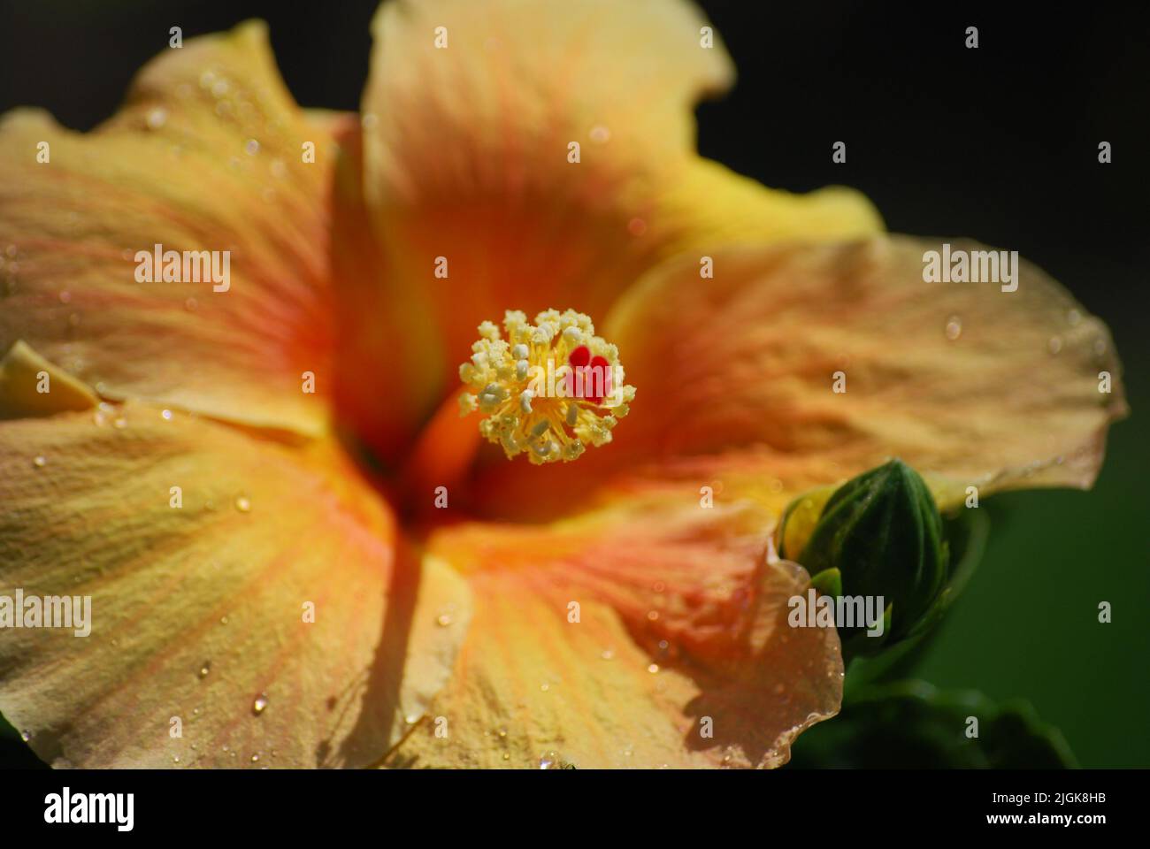 Gelbe Hibiskus Tropenblume Dominikanische Republik Hawaii leuchtende, wunderschöne Blumennähe Stockfoto