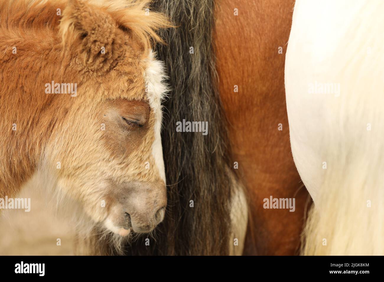 Nahaufnahme eines müden Fohlens, das neben seiner Mutter steht, Appleby Horse Fair, Appleby in Westmorland, Cumbria Stockfoto