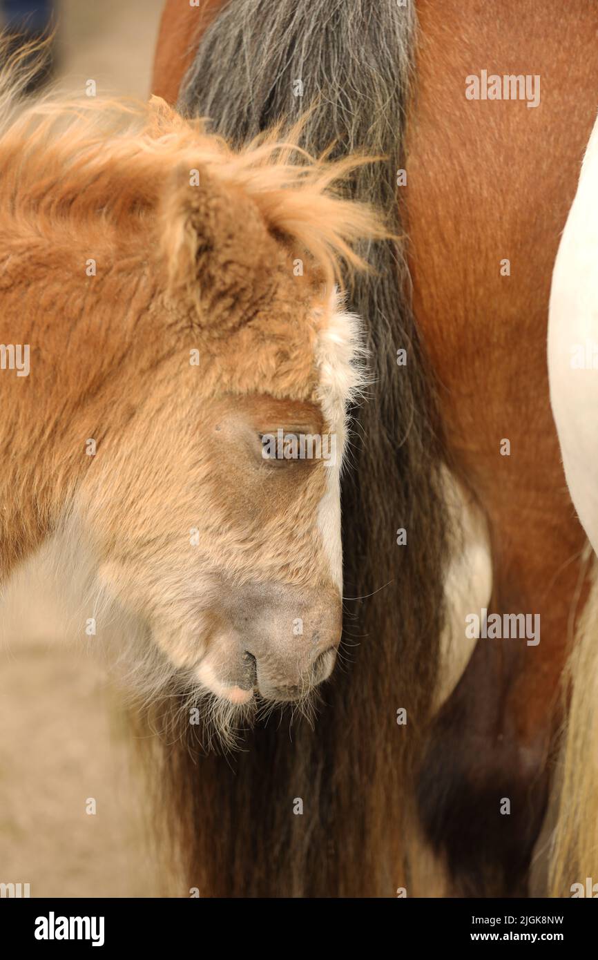 Nahaufnahme eines müden Fohlens, das neben seiner Mutter steht, Appleby Horse Fair, Appleby in Westmorland, Cumbria Stockfoto