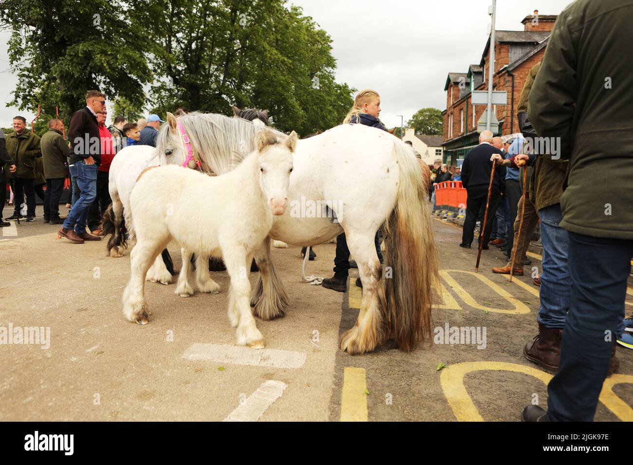 Eine graue Stute und ein Fohlen auf der Straße, Appleby Horse Fair, Appleby in Westmorland, Cumbria Stockfoto