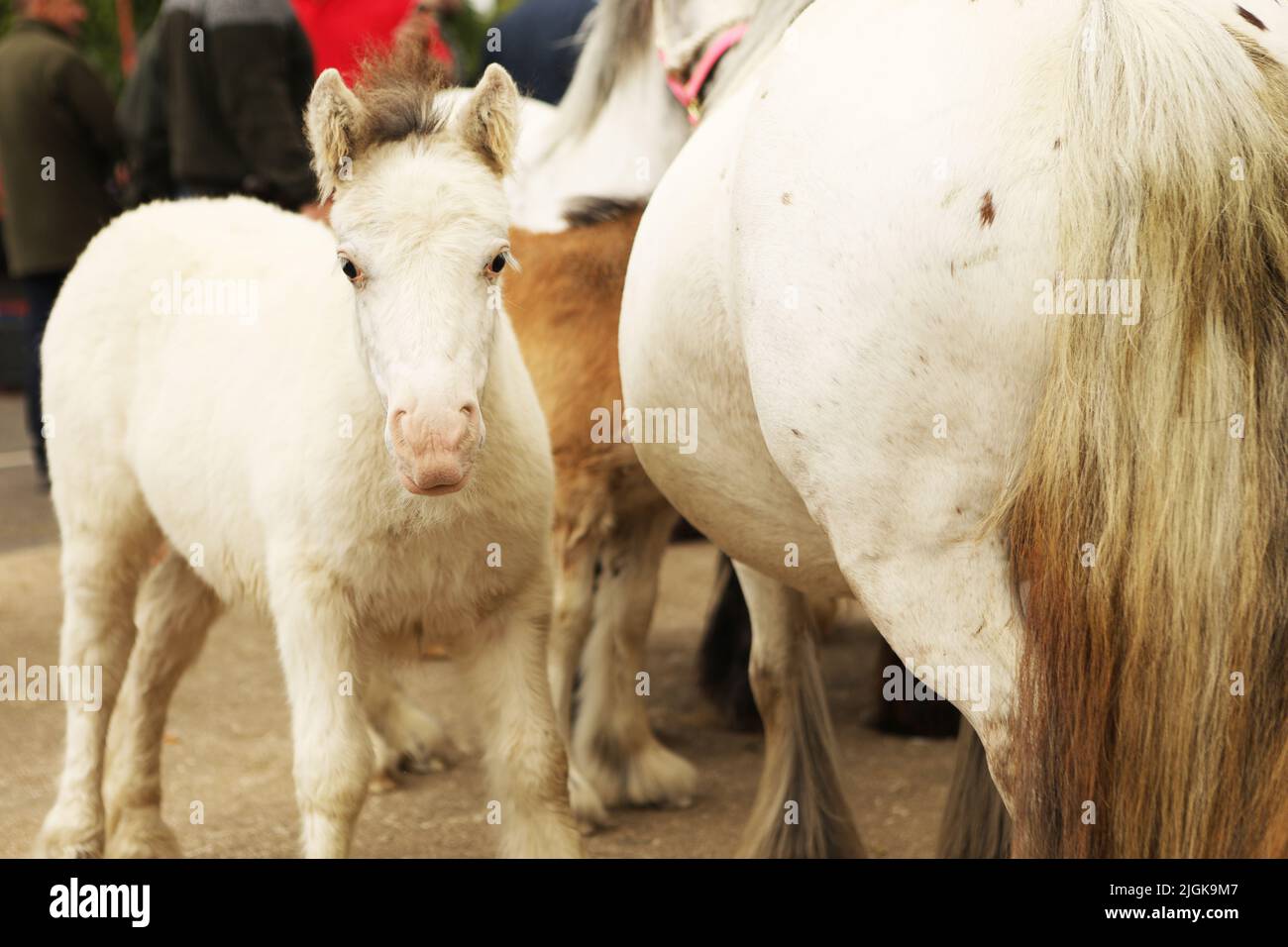 Eine graue Stute und ein Fohlen, Appleby Horse Fair, Appleby in Westmorland, Cumbria Stockfoto