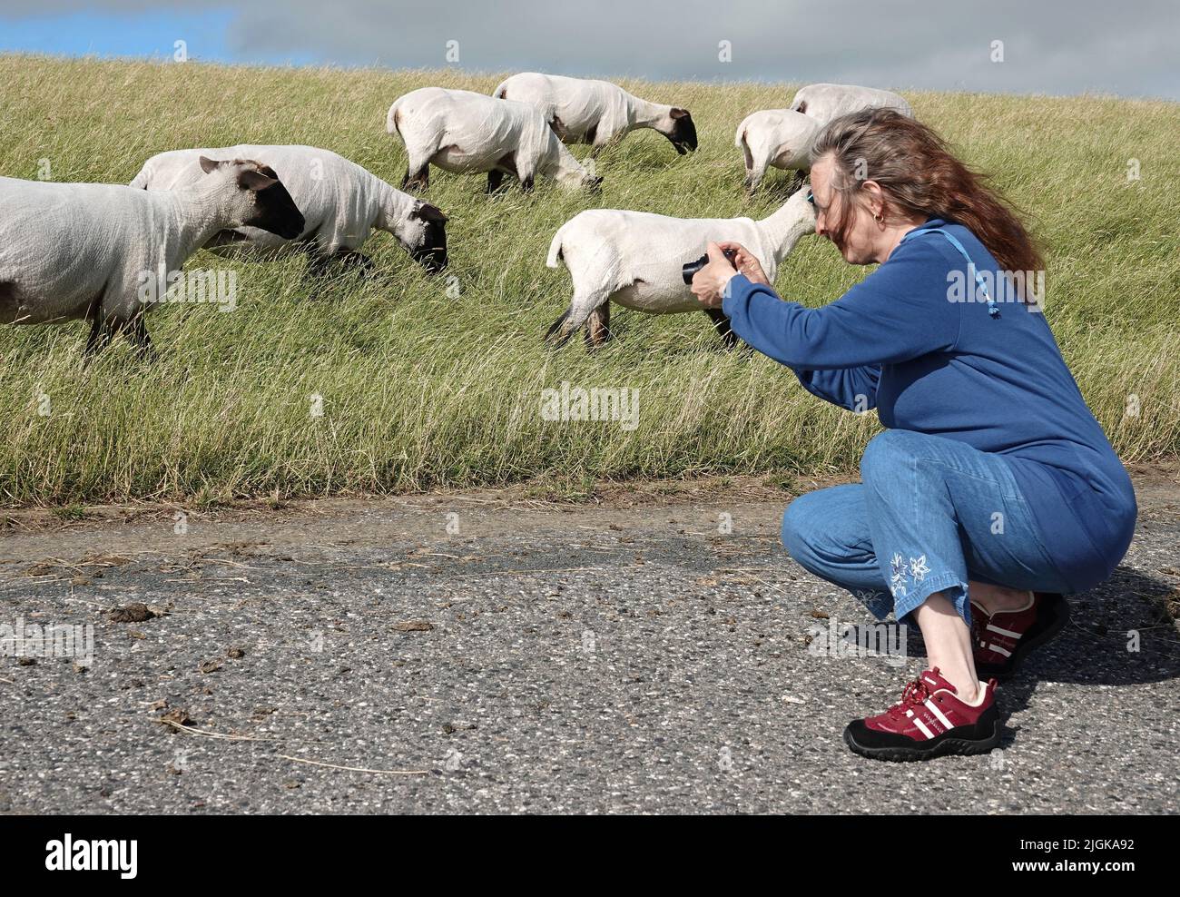 Eine Frau, die auf ihren Knien sitzt, um das wandelende deutsche Schwarzkopfschafe auf einem Deich in der Nahermeerregion zu fotografieren. Der Wind bläst ihr die Haare Stockfoto