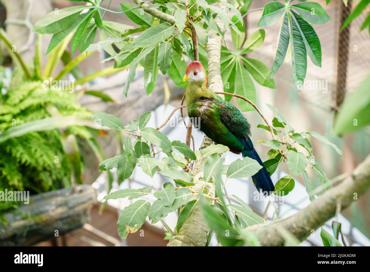 Porträt von Rotkehlchen-turaco in einem Vogelschutzgebiet Stockfoto