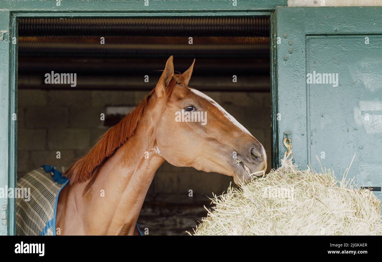 Vollblutpferd in einem Stall in Lexington, Kentucky Stockfoto