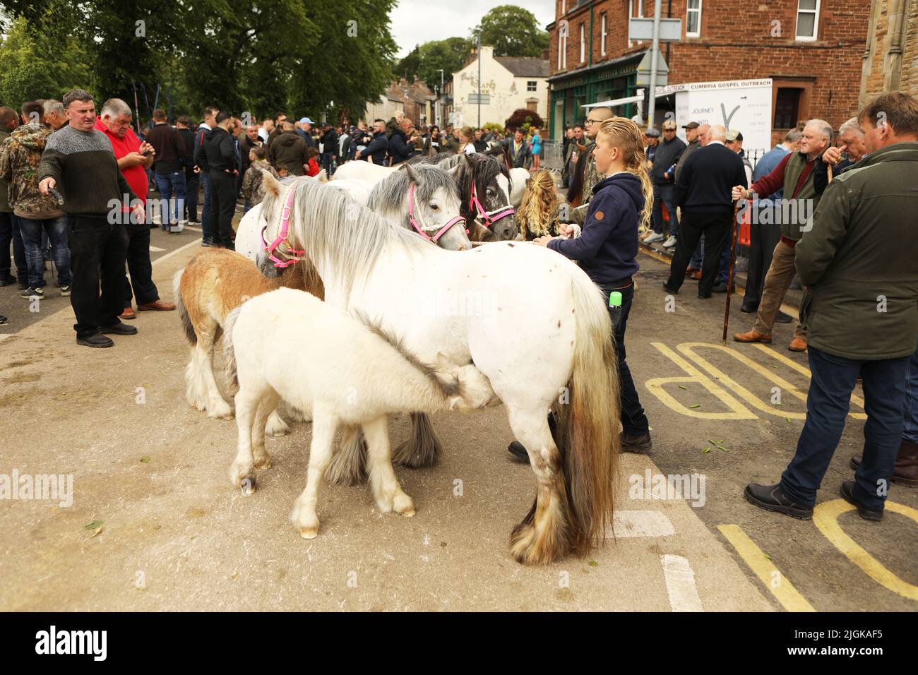 Ein Fohlen von seiner Mutter, Appleby Horse Fair, Appleby in Westmorland, Cumbria Stockfoto