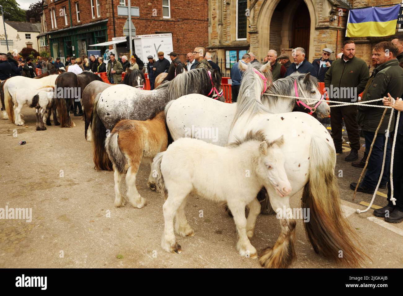 Stuten und ihre Fohlen stehen in einer Reihe, Appleby Horse Fair, Appleby in Westmorland, Cumbria Stockfoto