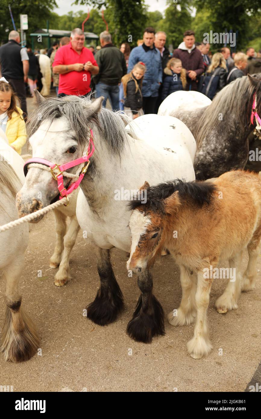 Eine Stute und ein Fohlen, Appleby Horse Fair, Appleby in Westmorland, Cumbria Stockfoto