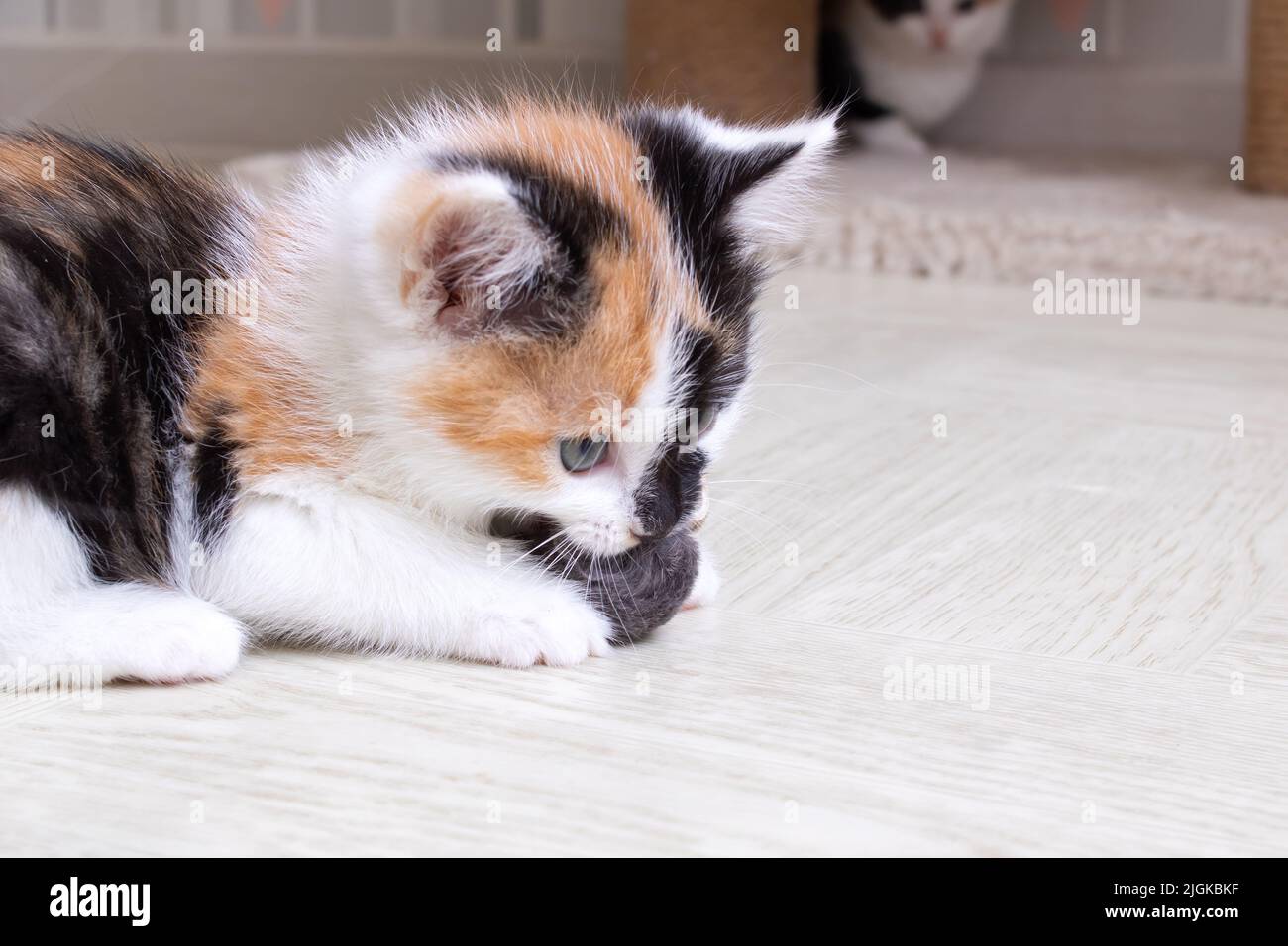 Kleines dreifarbiger Kätzchen, das mit einem Spielzeug aus nächster Nähe spielt Stockfoto