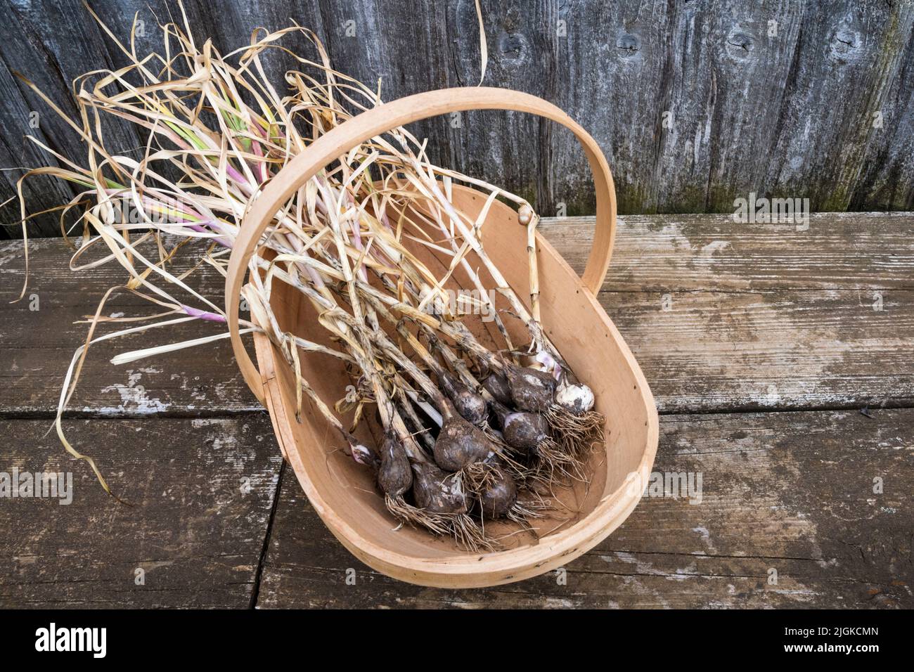 Ein Trug, der aus dem Gemüsegarten oder der Zuteilung gepflückten, selbst angebauten Knoblauch, Allium sativum, enthält. Stockfoto