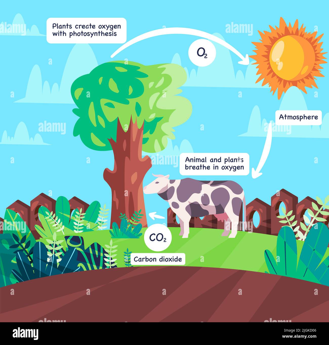 Sauerstoff-Zyklus Tieratmung und Photosynthese Prozess Herstellung von korbondioxid Schema Abbildung des natürlichen Prozesses Stock Vektor