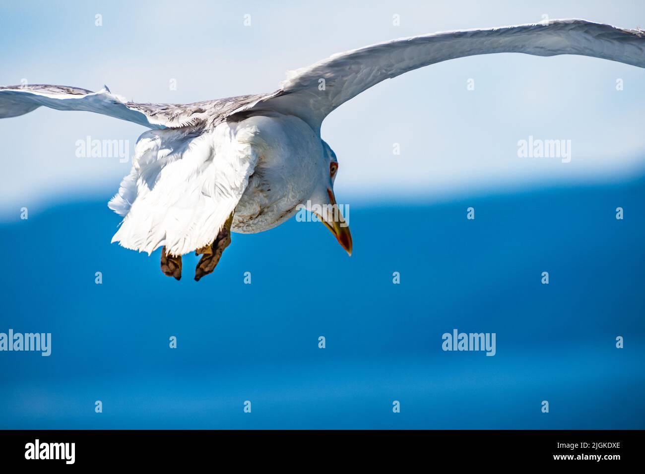 Nahaufnahme einer fliegenden Möwe gegen einen tiefblauen Himmel während der Sommermonate. Stockfoto