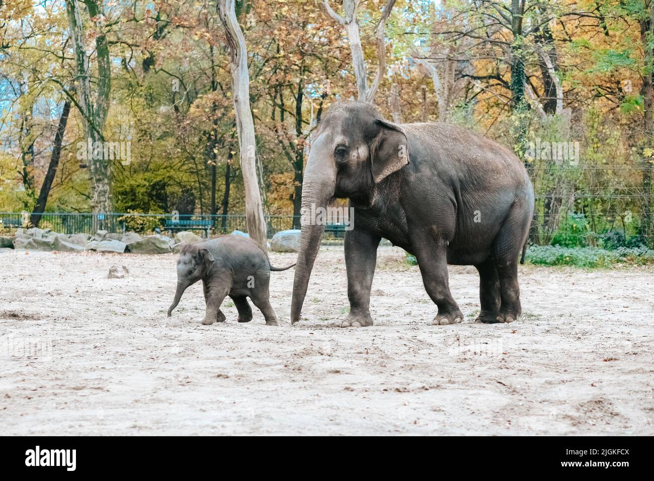 Zwei Elefanten in einem Zoo. Mutter und Kalb laufen im Nationalpark. Wildlife-Konzept. African Elefant Baby Elefant von Erwachsenen in einem geschützt Stockfoto