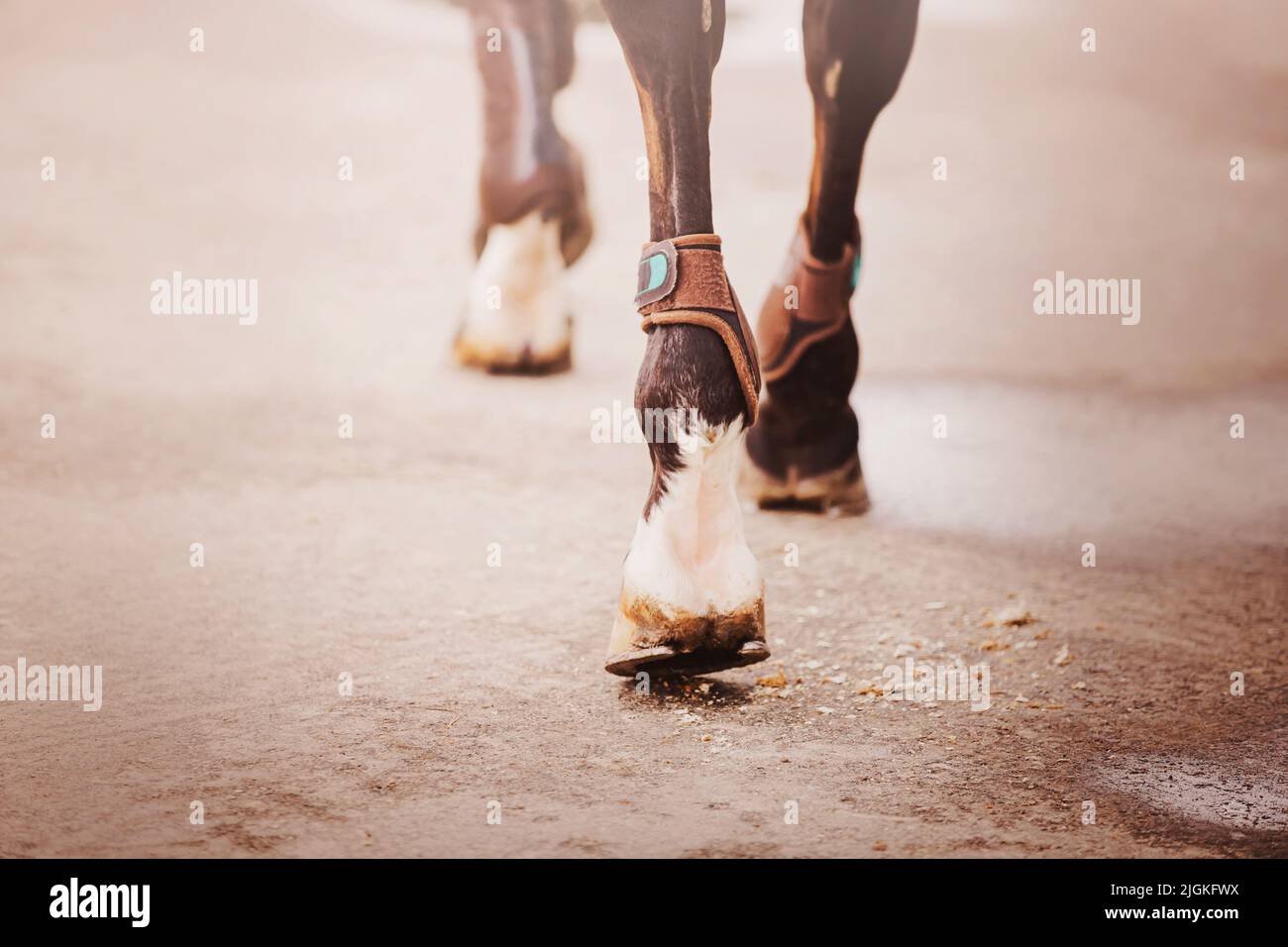 Eine Rückansicht eines Lorbeerpferdes, das an einem hellen Tag mit schurenden Hufen auf Asphalt tritt. Pferdesport. Stockfoto