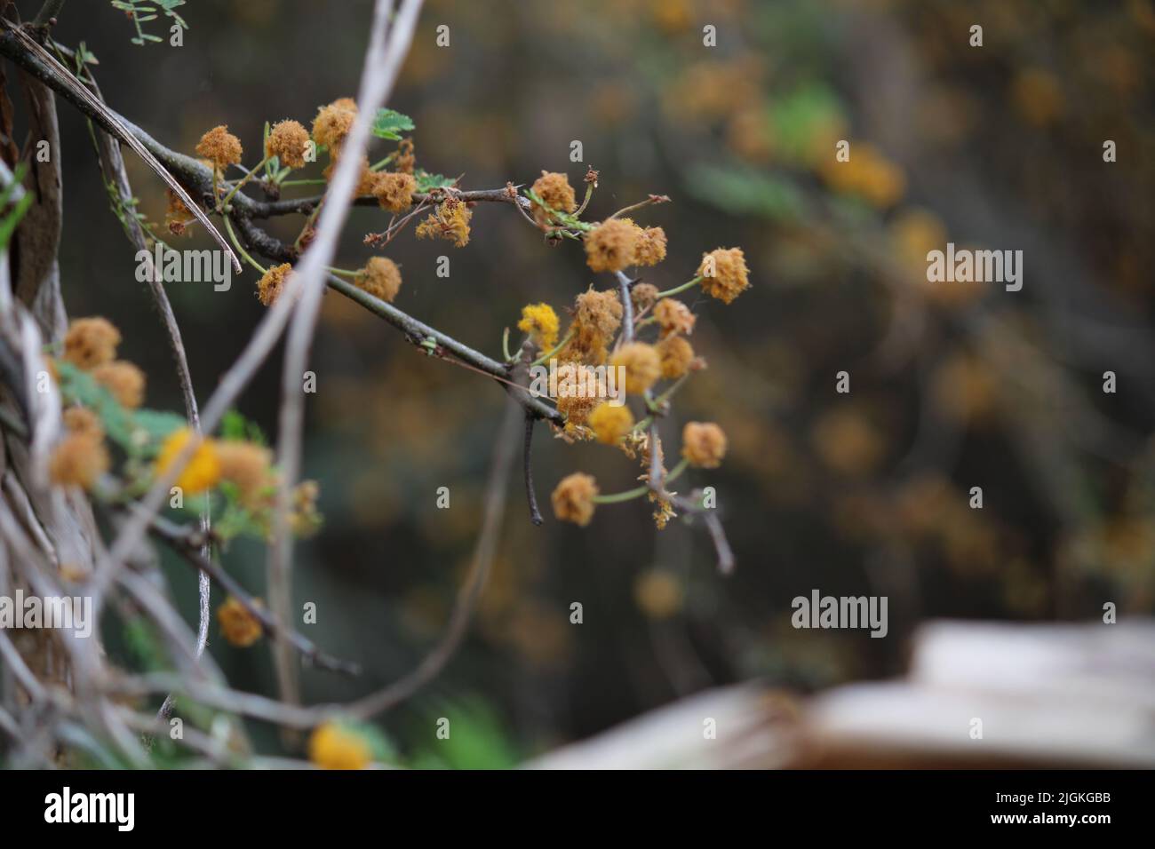 Vachellia caven, el espinillo, caven, aromo o espino Stockfoto