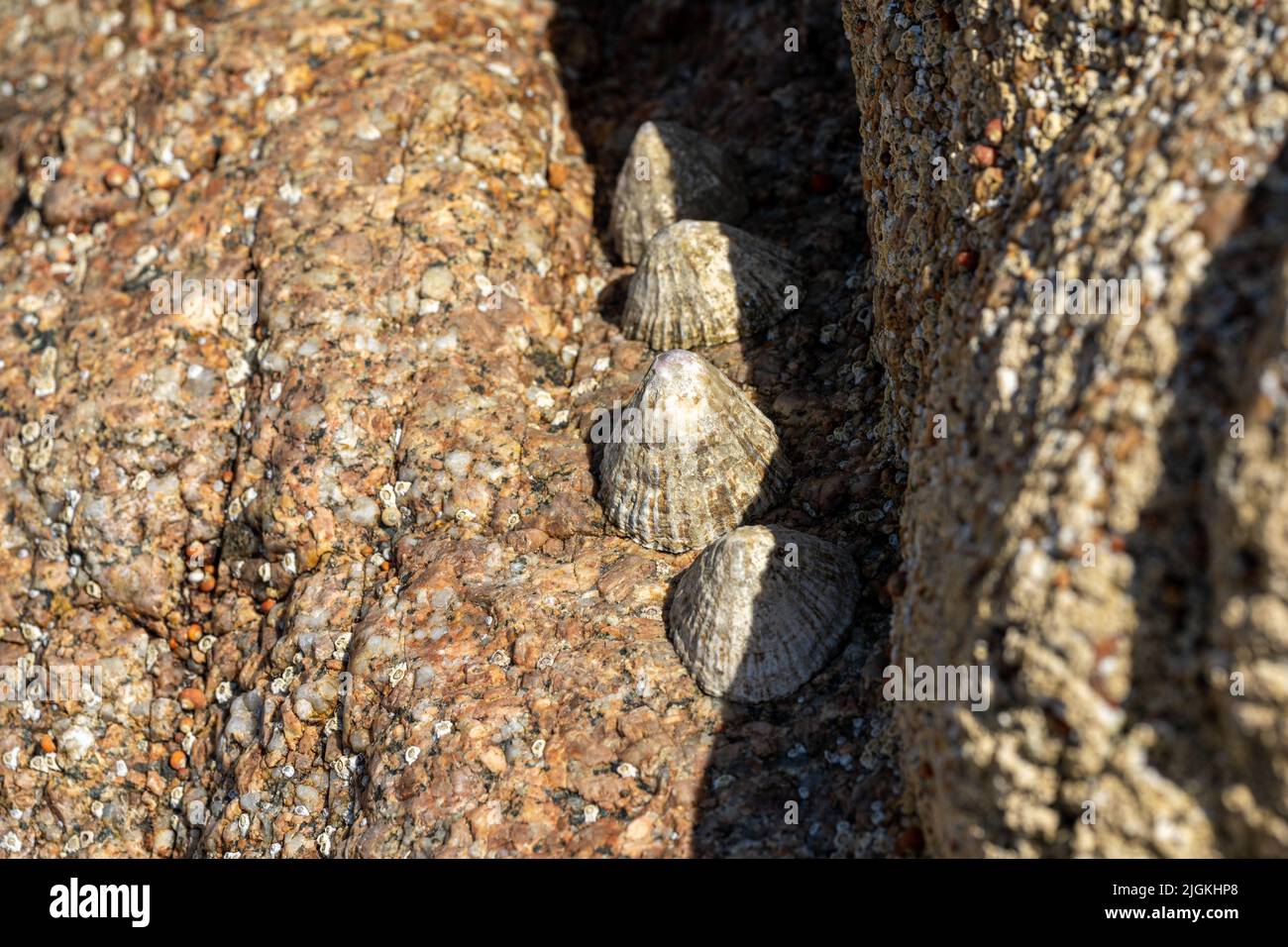 Limetten. Bei Ebbe klebte eine aquatrische Seeschnecke an einem Felsen an der britischen Küste. Stockfoto