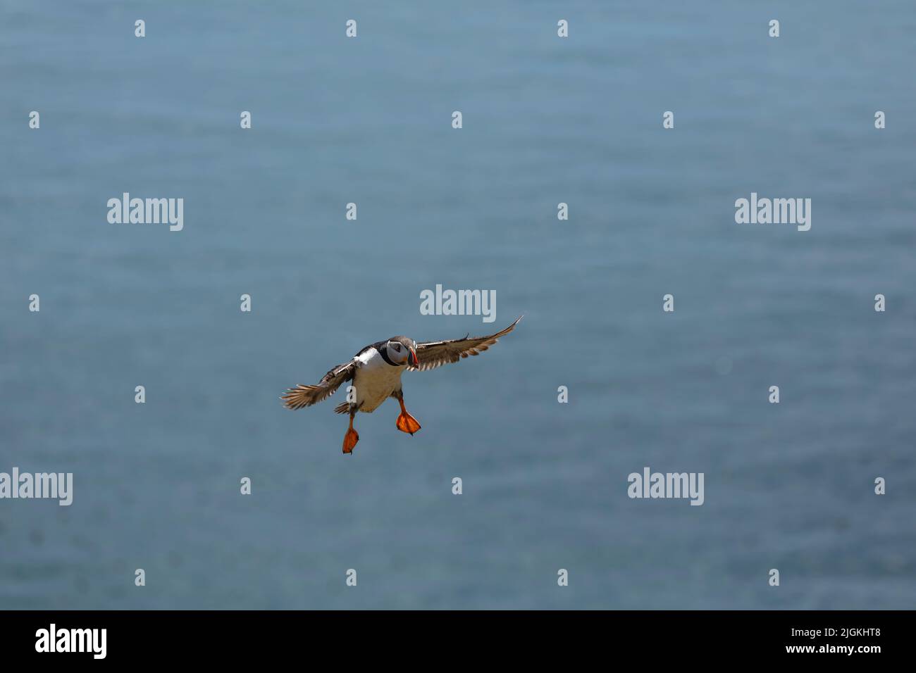 Papageitaucher im Flug mit Meereshintergrund Stockfoto