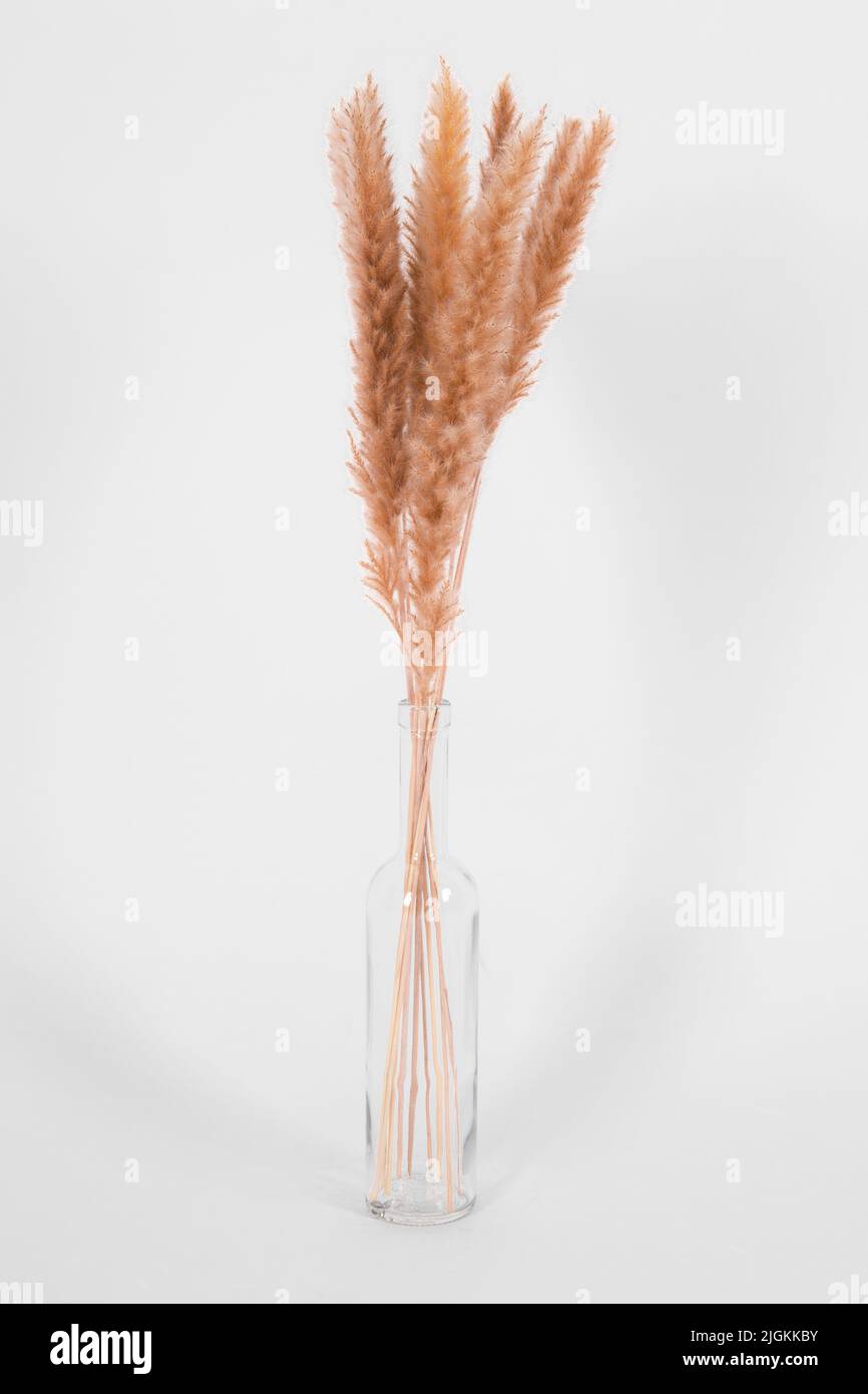 Trockenes Schilfgras in Nahaufnahme an der weißen Wand. Minimalistischer floraler Hintergrund in neutralen Farben. Speicherplatz kopieren. Graszweig der Pampas. Konzept mit Blattgrün Stockfoto